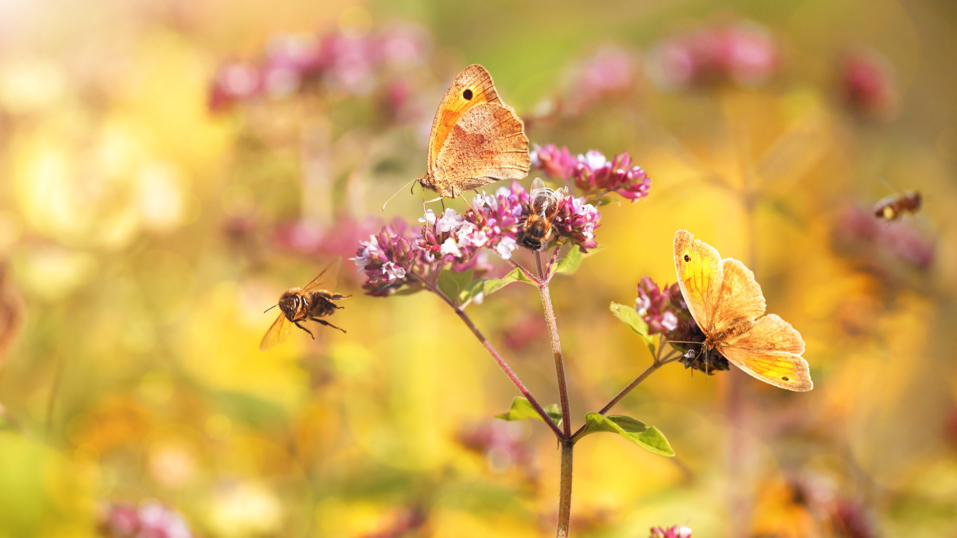 Ein Schmetterling mit orange-braunen Flügeln sitzt auf einer lila Blüte, während ein weiterer Schmetterling sich auf einer anderen Blüte niederlässt. Zwei Hummeln schwirren um die Blüten herum und sammeln Nektar. Wie auf einem Barcamp kommen hier verschiedene Wesen zusammen, um voneinander zu profitieren und gemeinsam eine dynamische Umgebung zu gestalten.