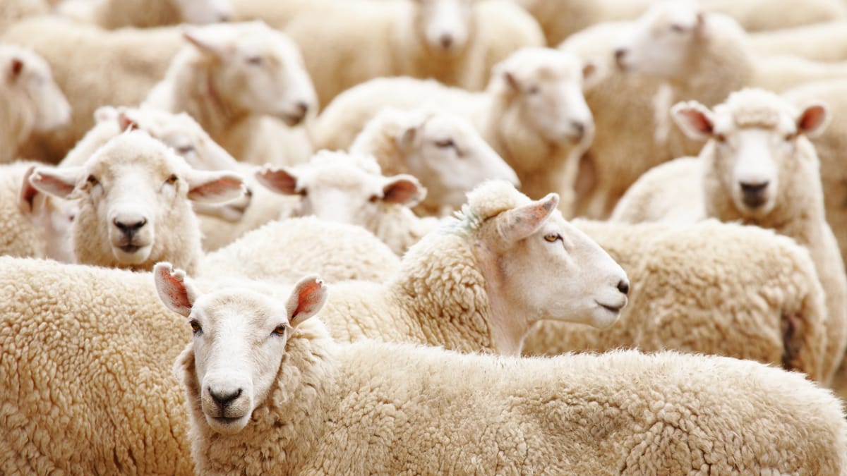 Nahaufnahme einer Schafherde mit vollkommen identischen Schafen.